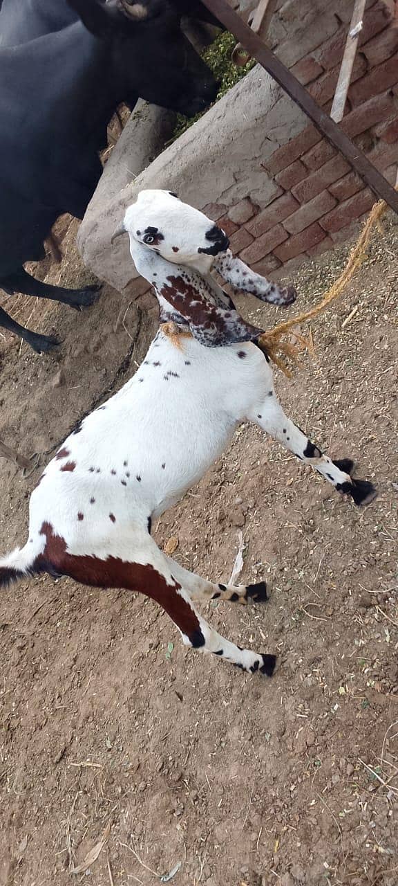 breed,Dasi 1