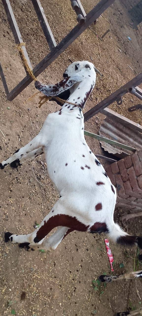 breed,Dasi 2