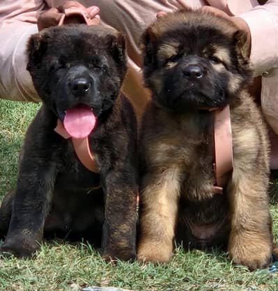 paver afghan kochi dog male female for sale available
