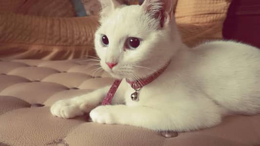 selling my persion cat for sale