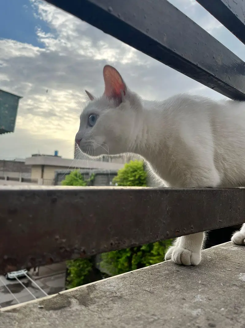 selling my persion cat for sale — photo 2