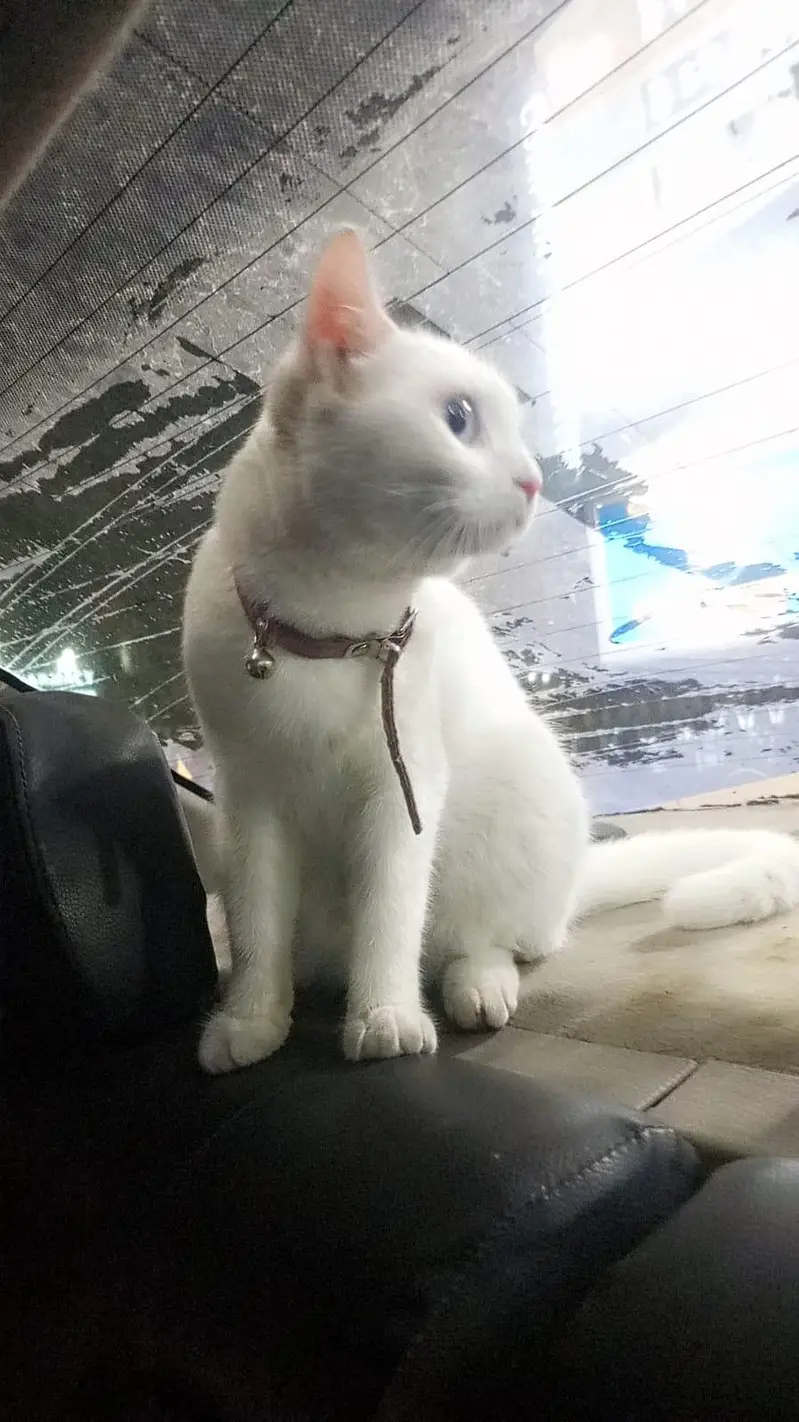 selling my persion cat for sale — photo 3