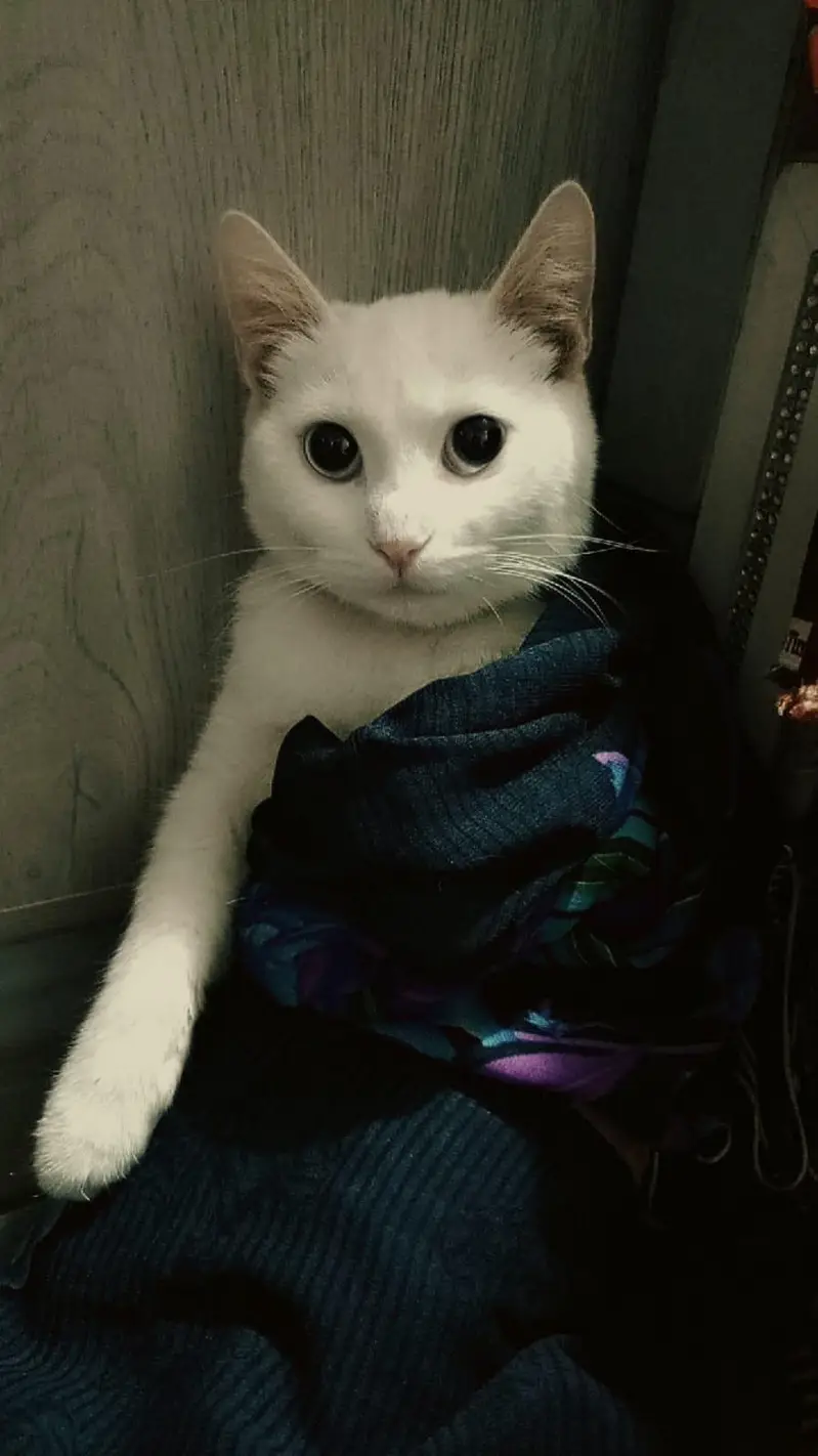 selling my persion cat for sale — photo 4