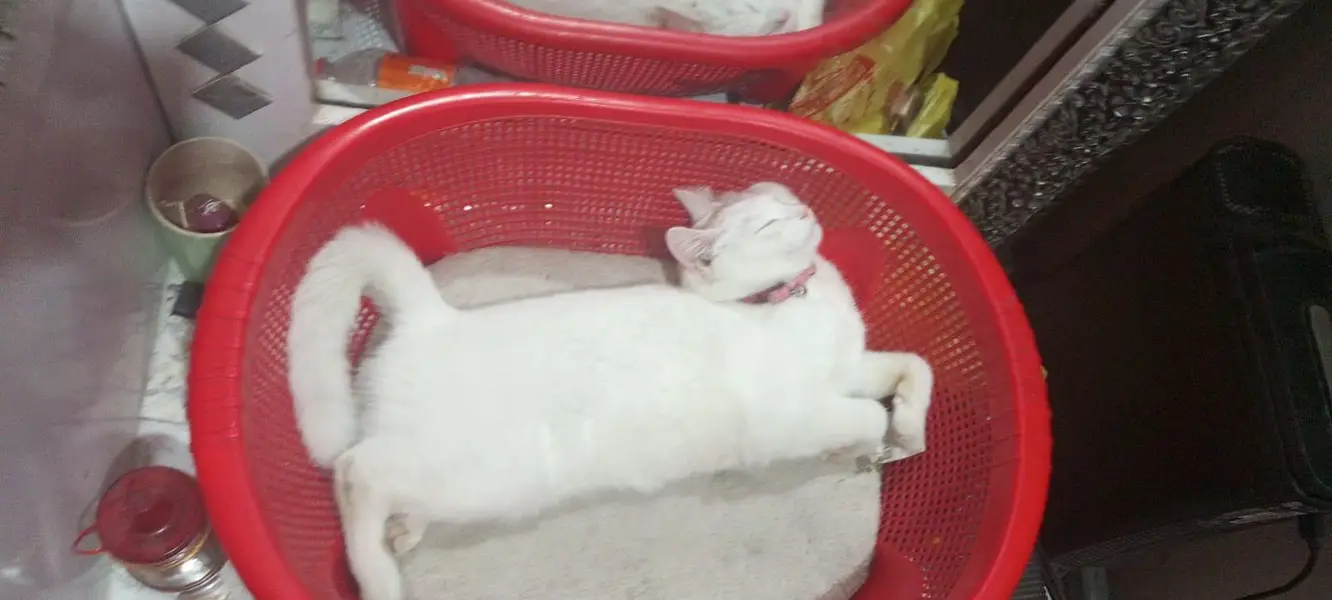 selling my persion cat for sale — photo 5