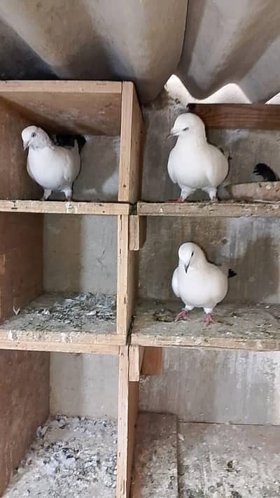 Kalduma Pigeons 3000 Ka 1