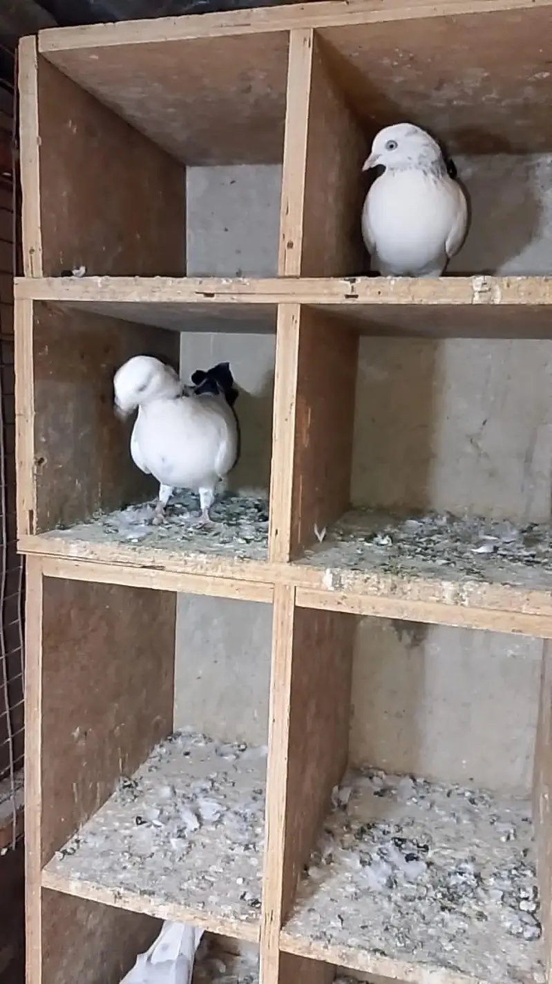 Kalduma Pigeons 3000 Ka 1 — photo 2