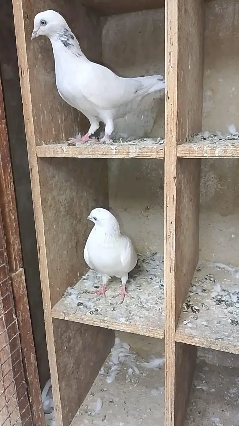 Kalduma Pigeons 3000 Ka 1 — photo 3
