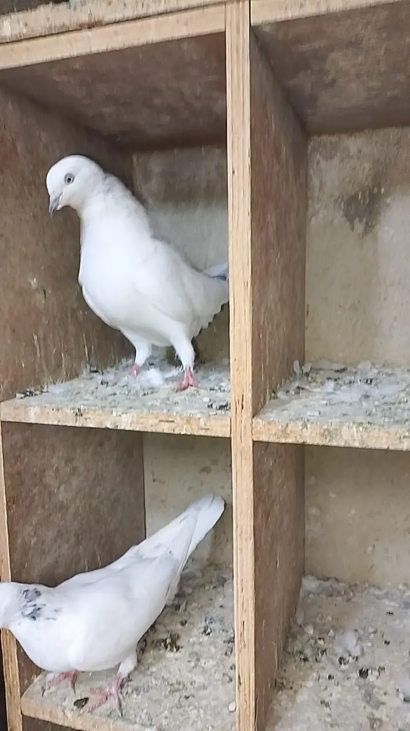 Kalduma Pigeons 3000 Ka 1 — photo 4