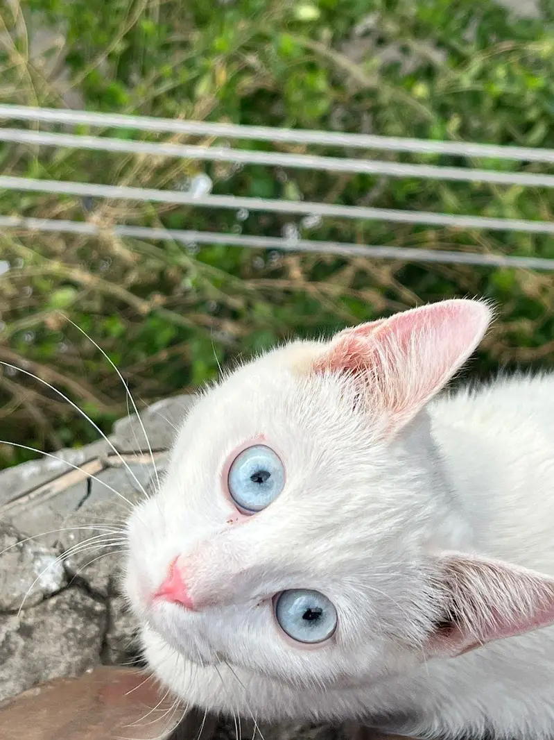 selling my persion cat for sale — photo 6