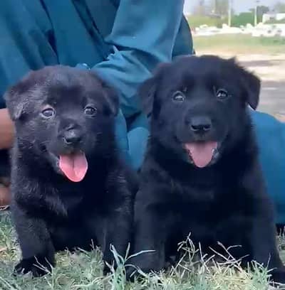 Balck Shepherd male female available for sale