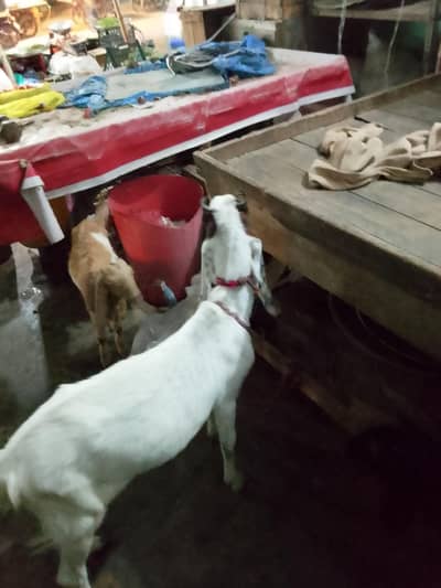 Gabban bakri or 3 month bakra