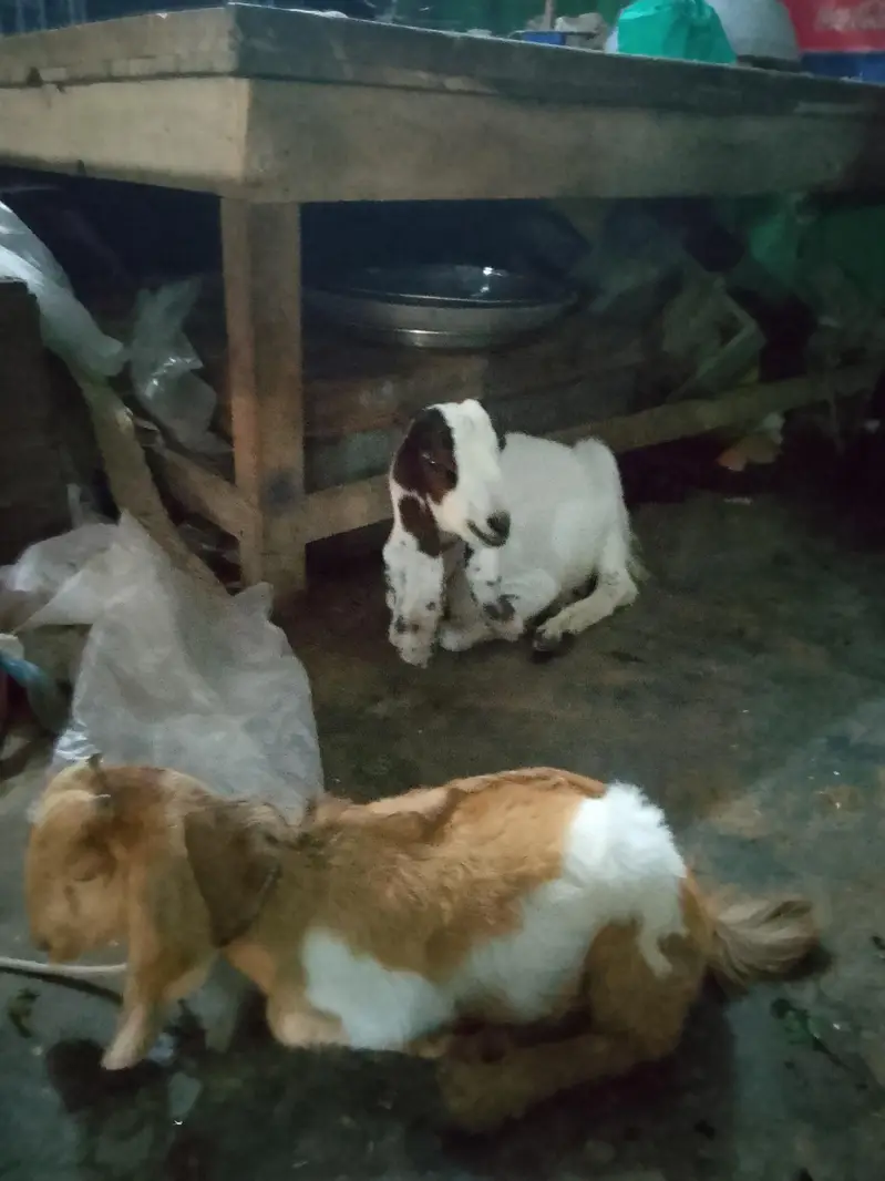 Gabban bakri or 3 month bakra — photo 2
