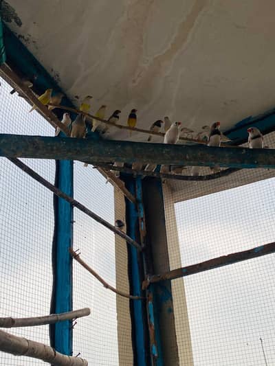 pairs of zaibra finches