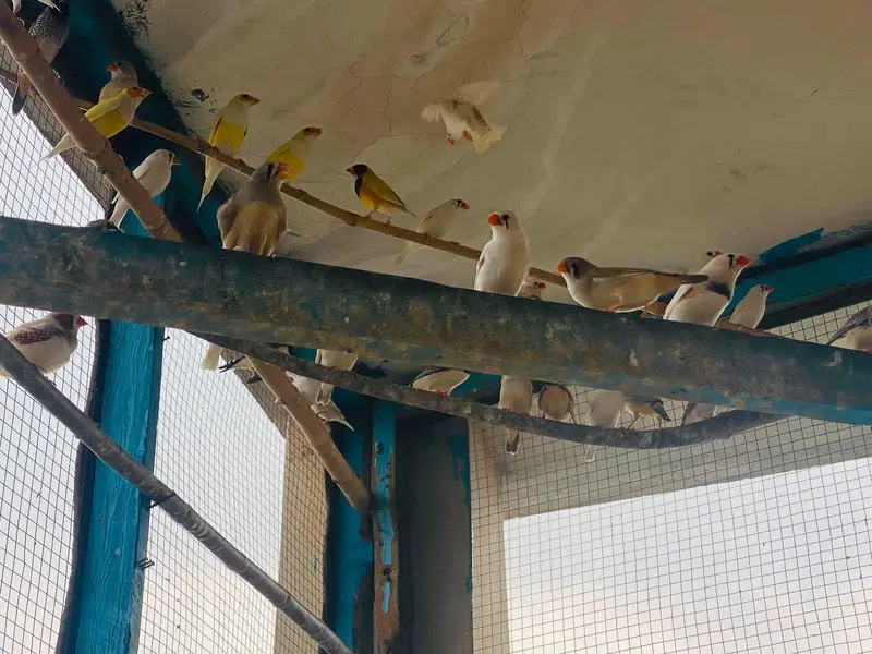 pairs of zaibra finches — photo 2