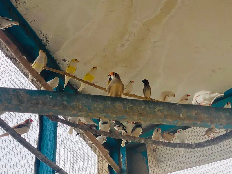 pairs of zaibra finches — photo 3