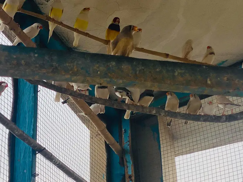 pairs of zaibra finches — photo 4