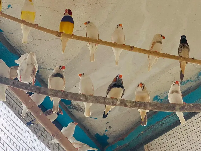 pairs of zaibra finches — photo 5