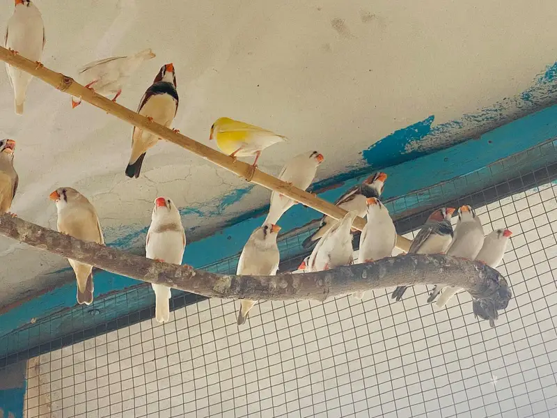pairs of zaibra finches — photo 7
