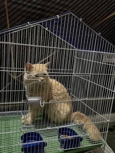Cat for sale