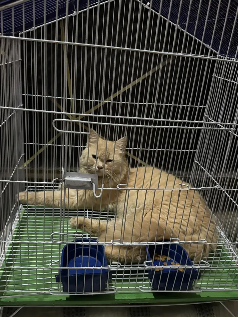 Cat for sale — photo 2