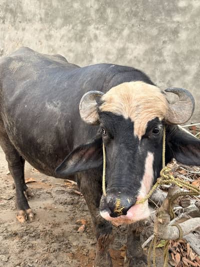 Male baffalo
