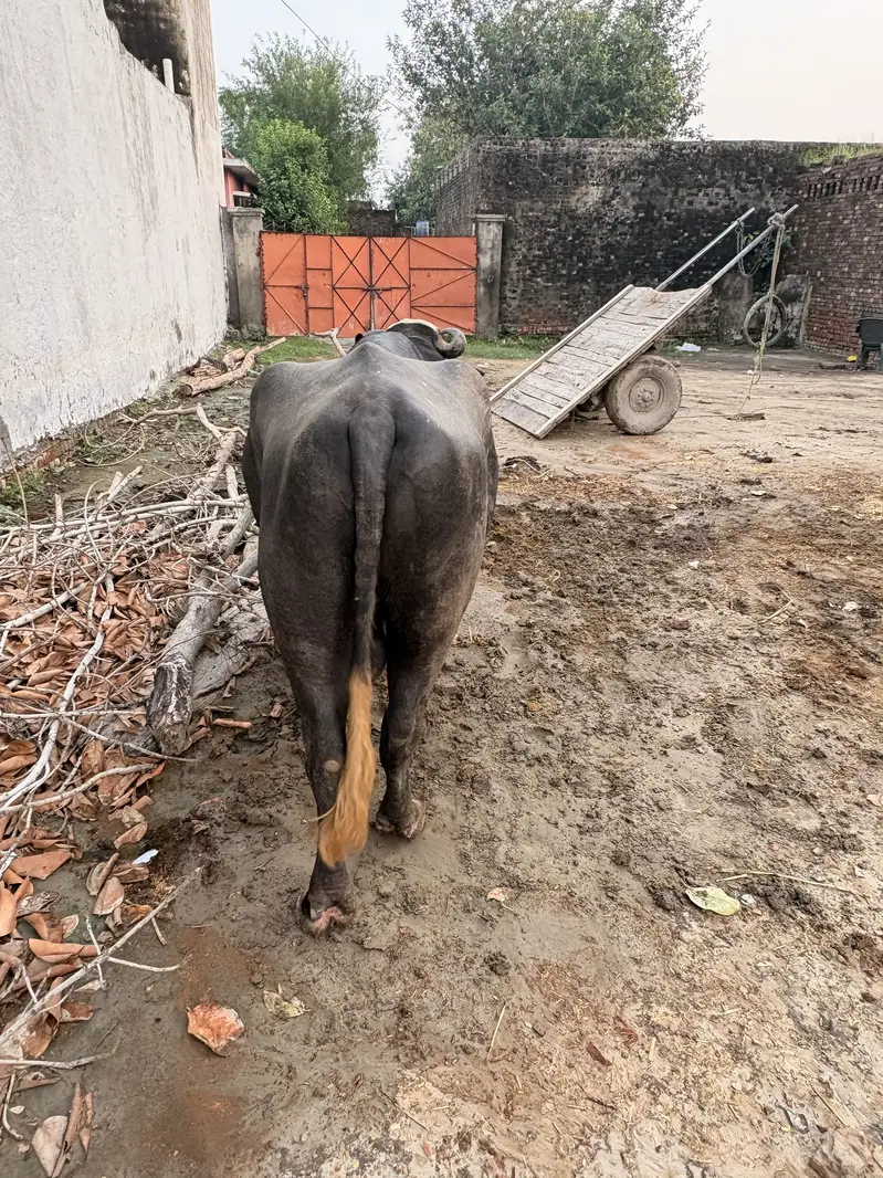 Male baffalo — photo 2