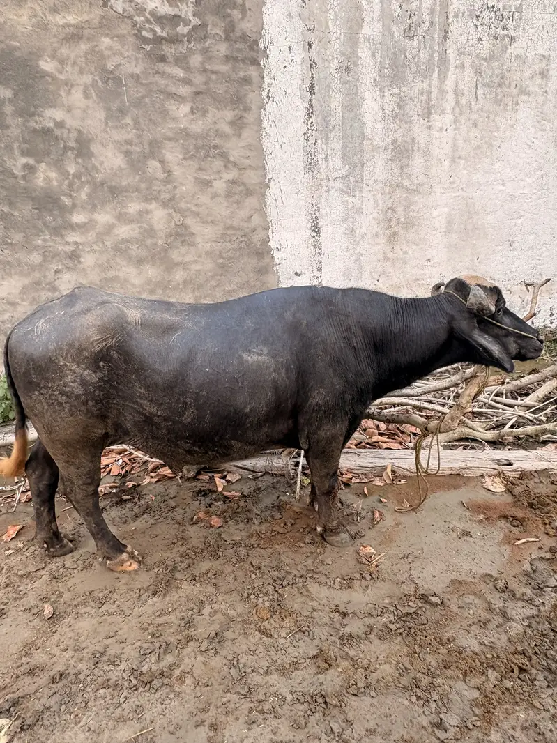 Male baffalo — photo 3