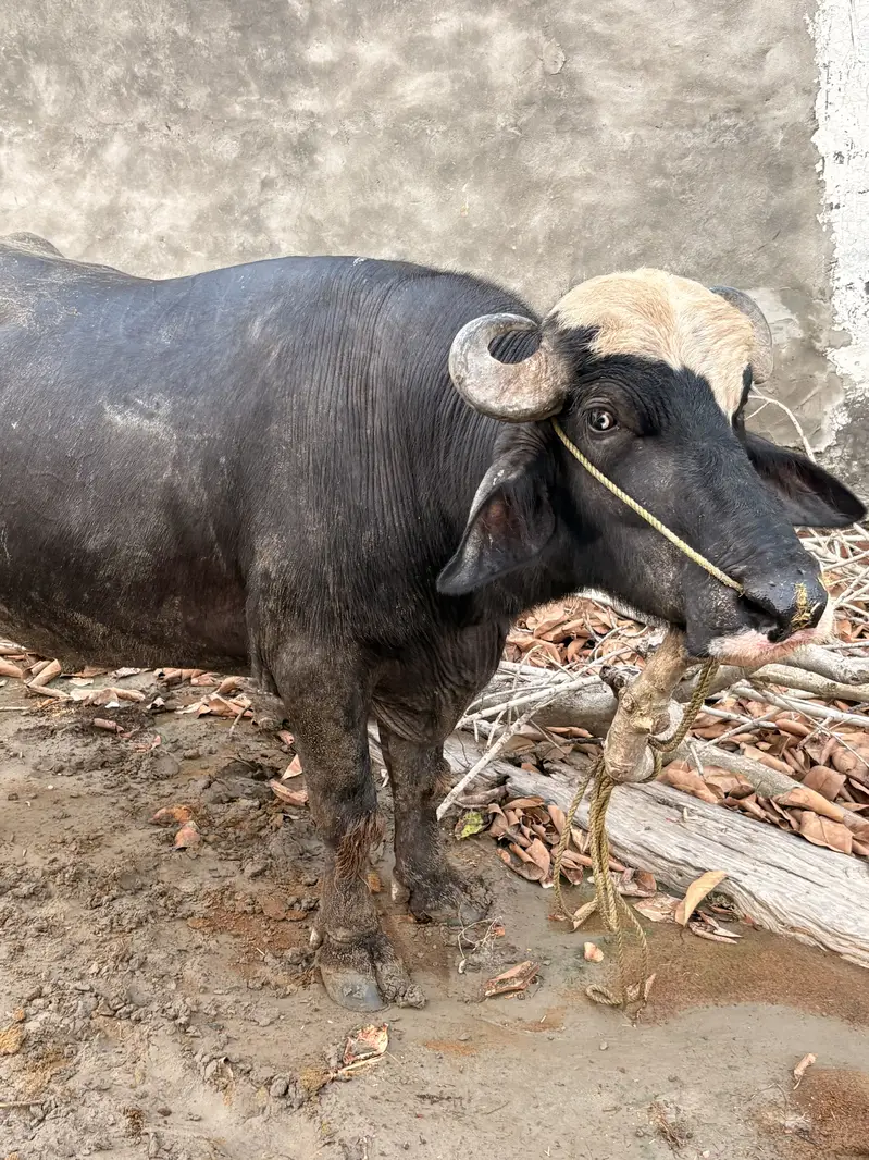 Male baffalo — photo 4