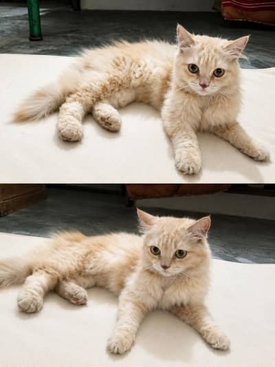 Persian female