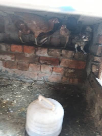 male and Female Rabbits