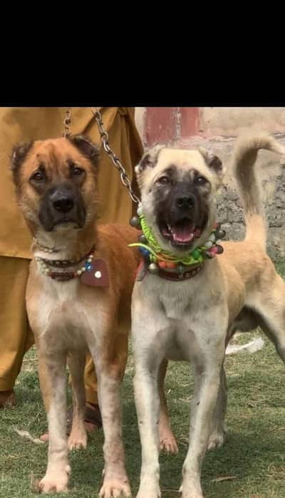 Turkish kangal piar full security dog for sale available
