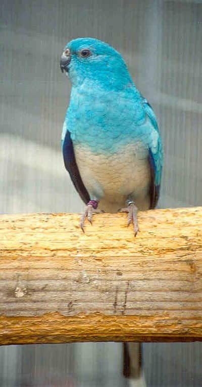 Blue Rump Male