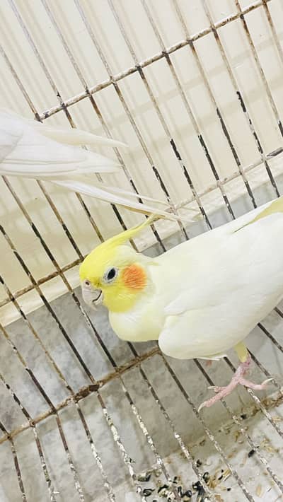 Cocktail handtame and breeder pair