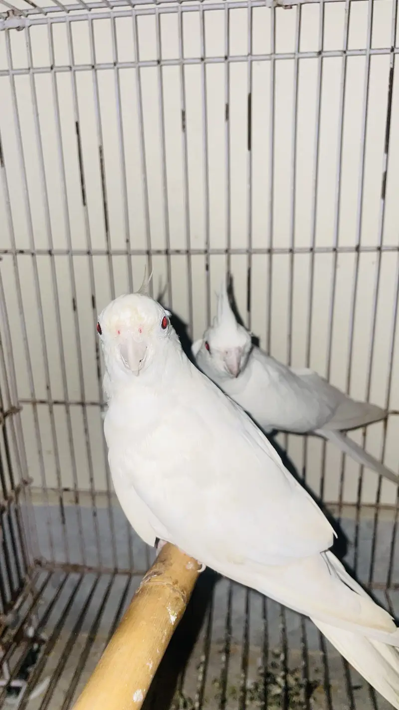 Cocktail handtame and breeder pair — photo 2