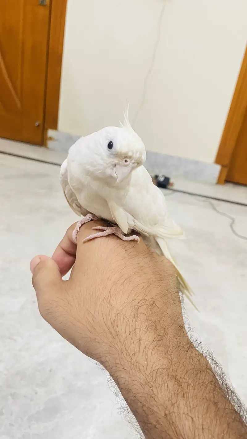 Cocktail handtame and breeder pair — photo 4