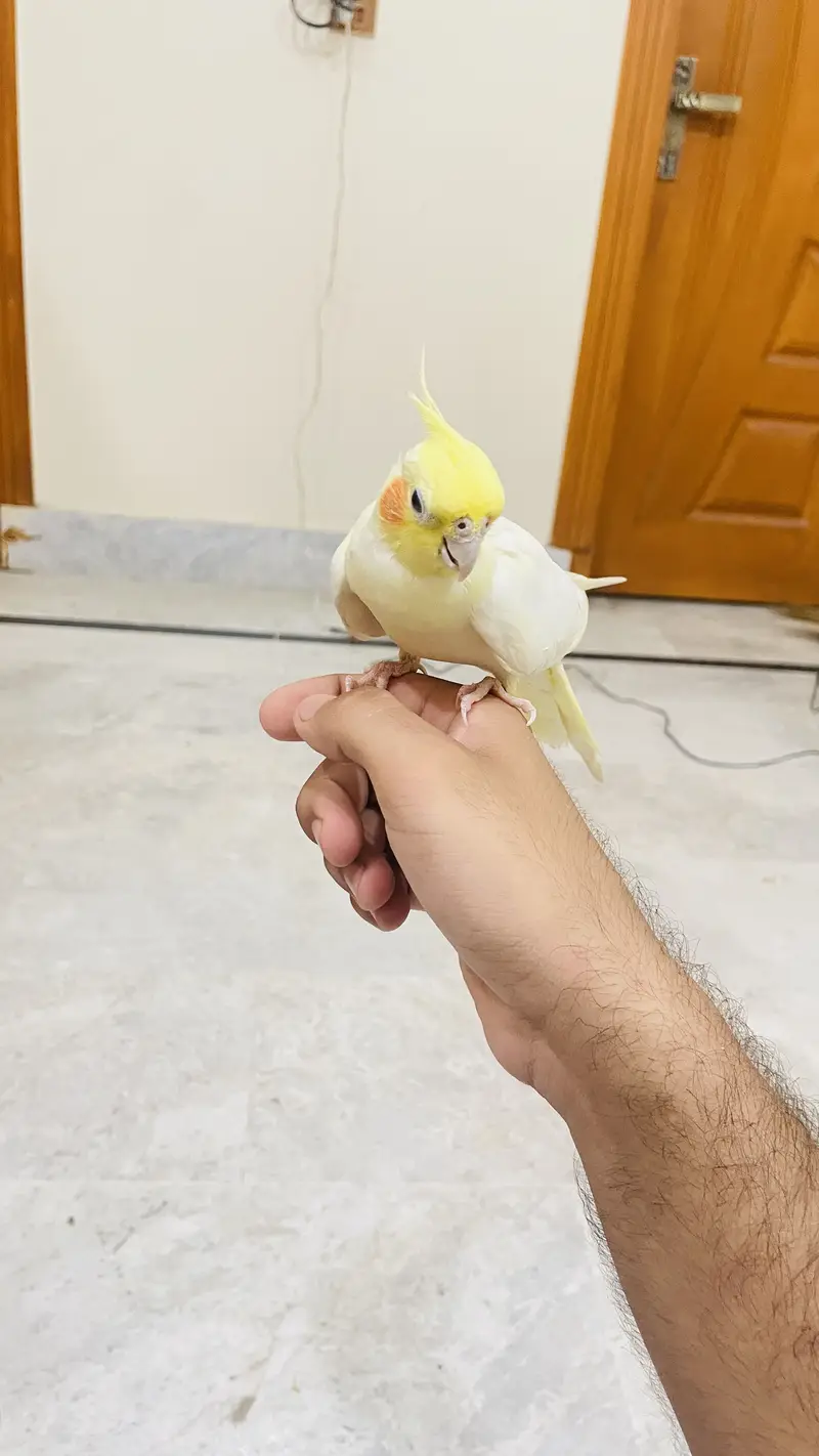Cocktail handtame and breeder pair — photo 5