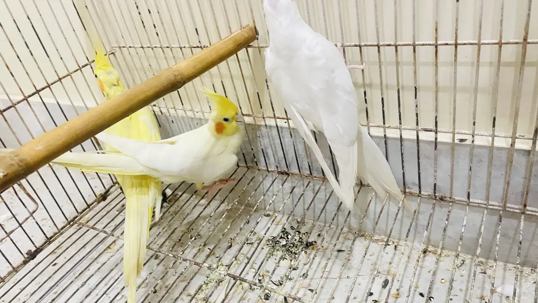 Cocktail handtame and breeder pair — photo 6