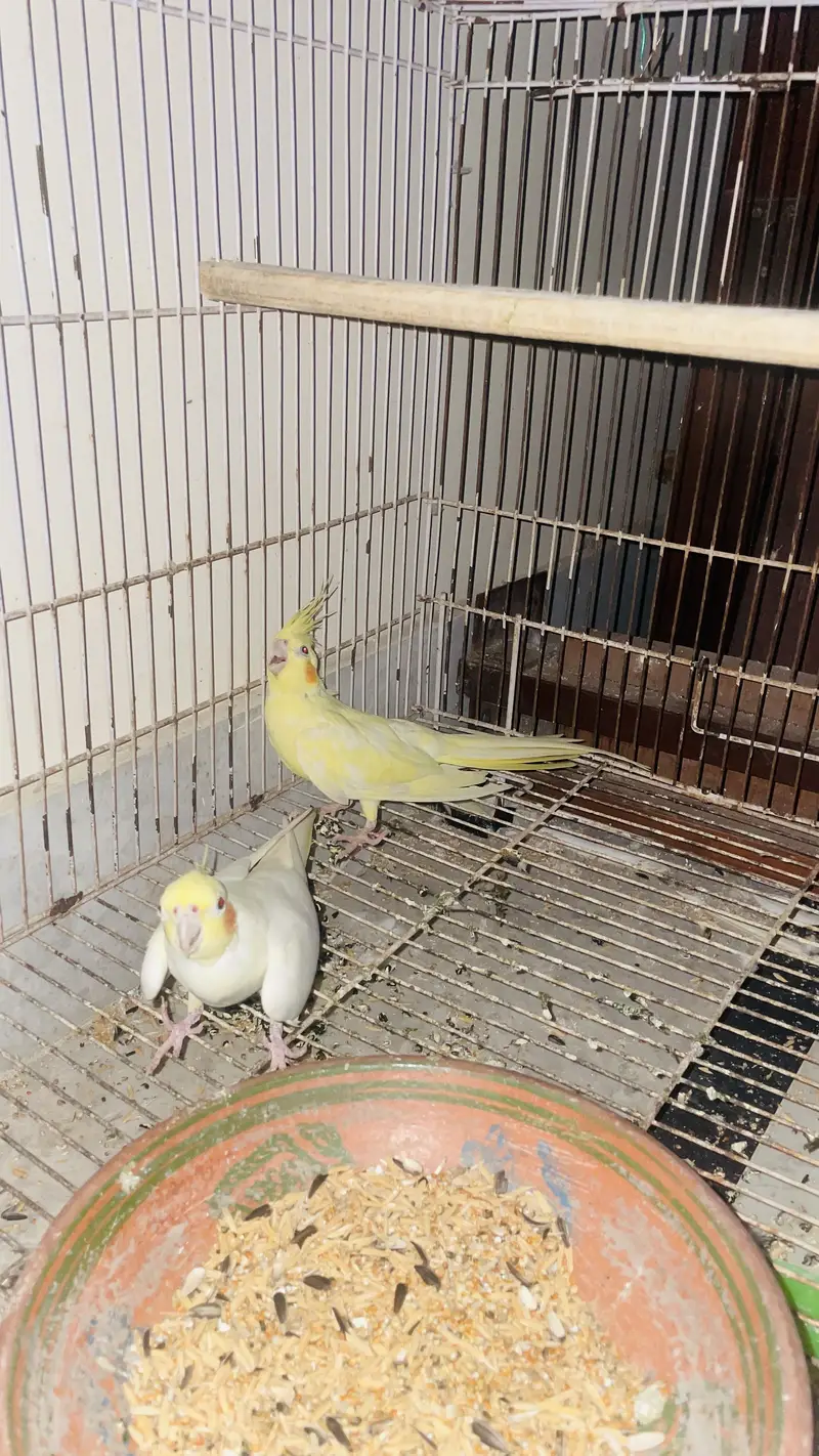 Cocktail handtame and breeder pair — photo 7