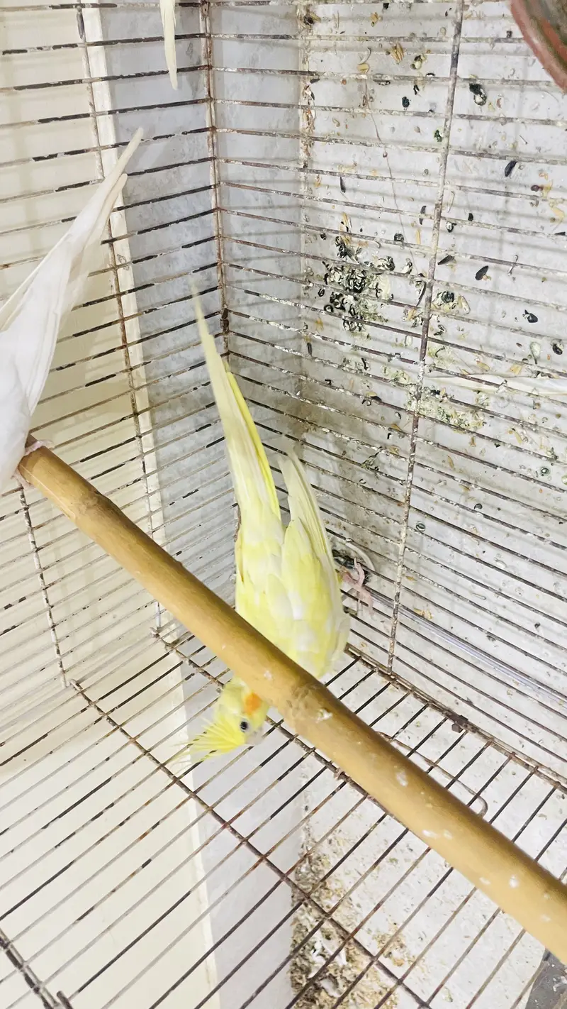 Cocktail handtame and breeder pair — photo 8