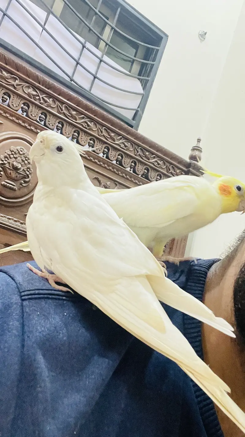 Cocktail handtame and breeder pair — photo 9
