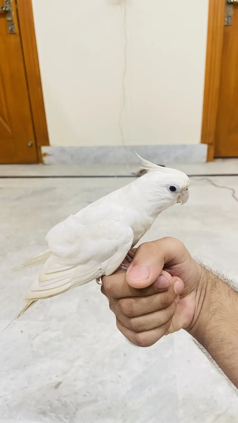 Cocktail handtame and breeder pair — photo 10