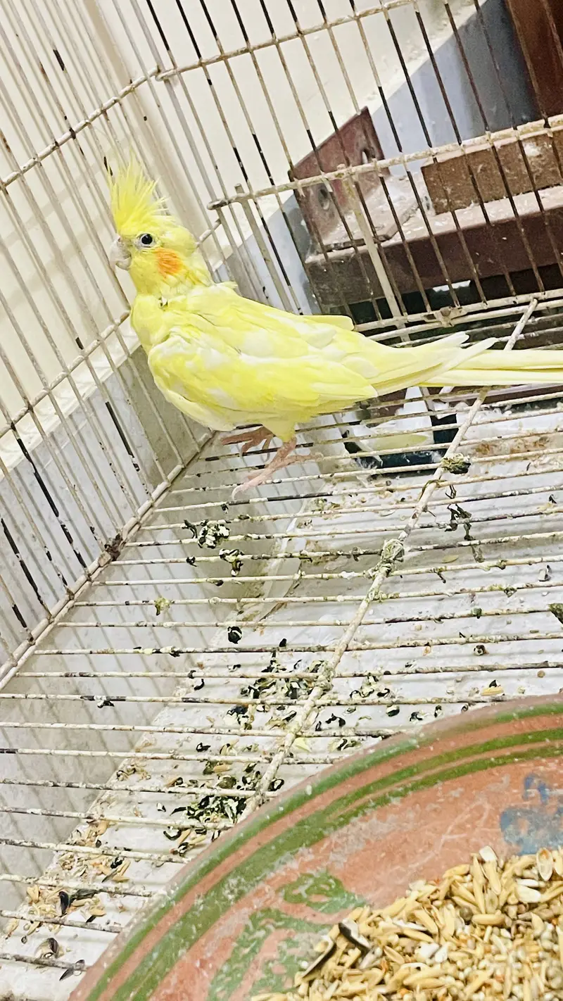 Cocktail handtame and breeder pair — photo 11