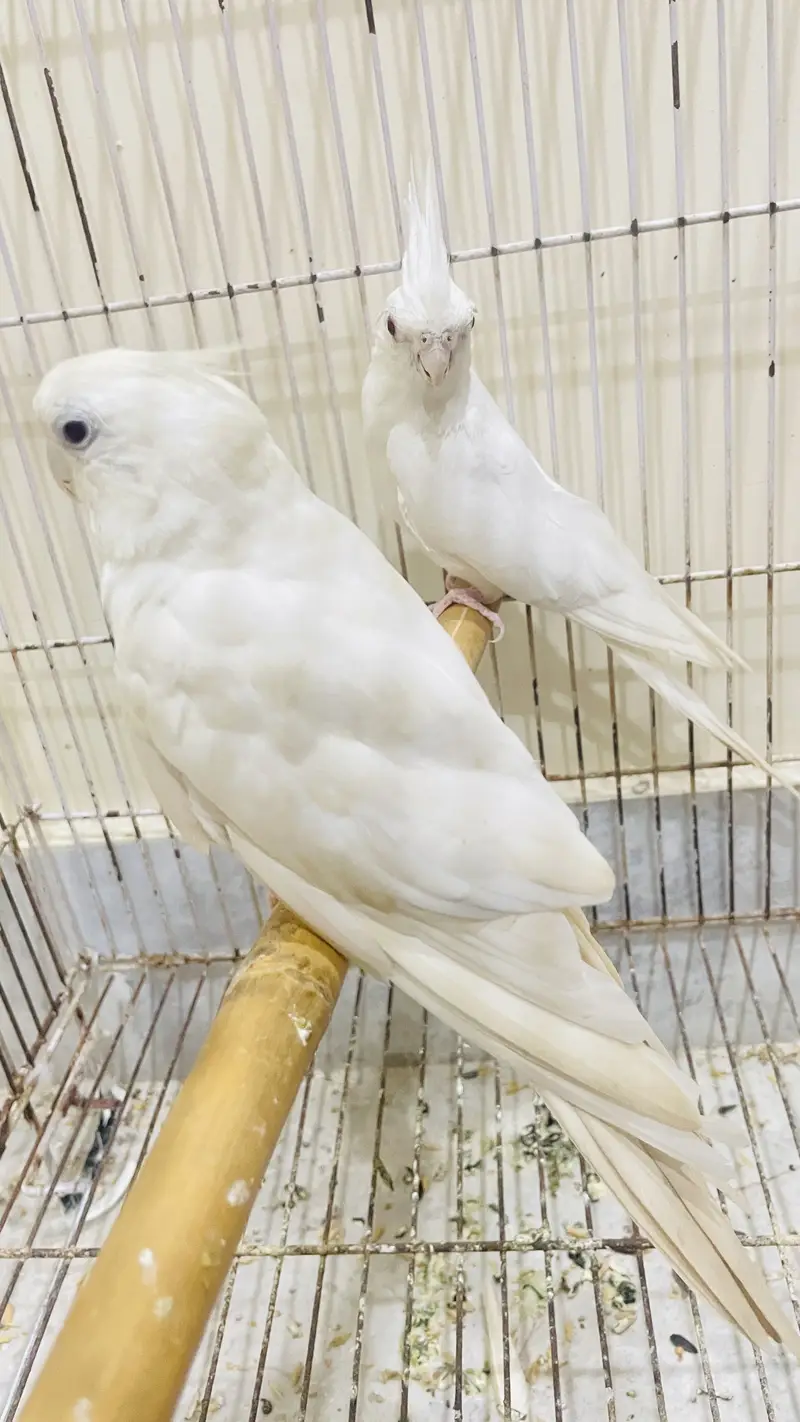 Cocktail handtame and breeder pair — photo 12