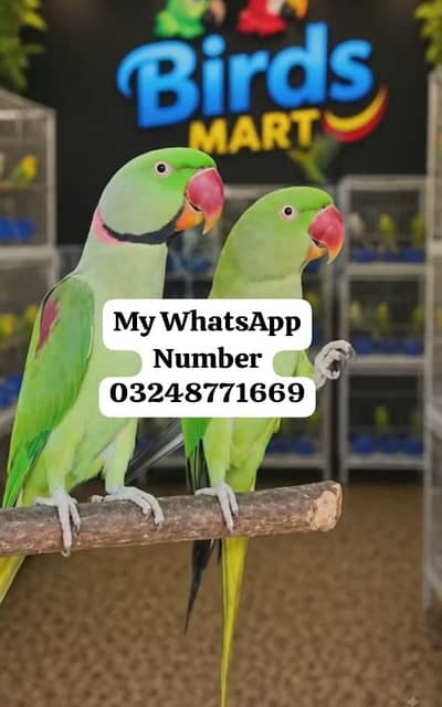 Kashmir Raw Paroot 8month age for sale