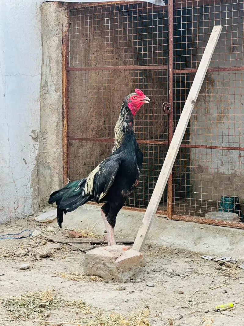 jawa aseel young patha — photo 2