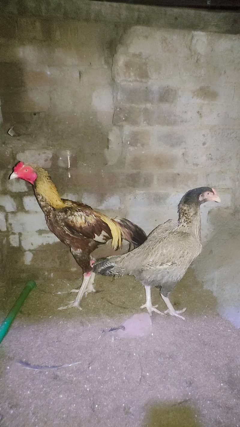 java aseel pair 1
