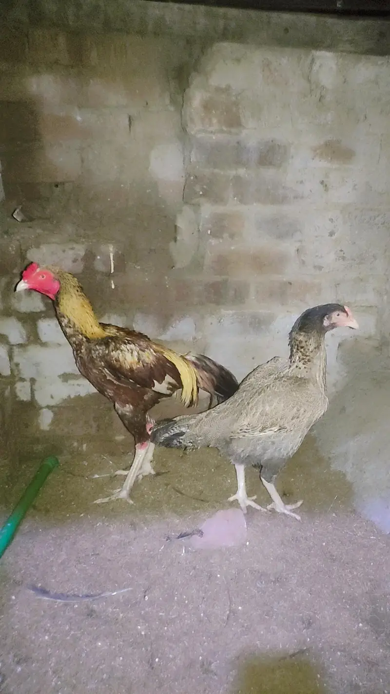 java aseel pair — photo 2