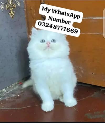 Persian cat's