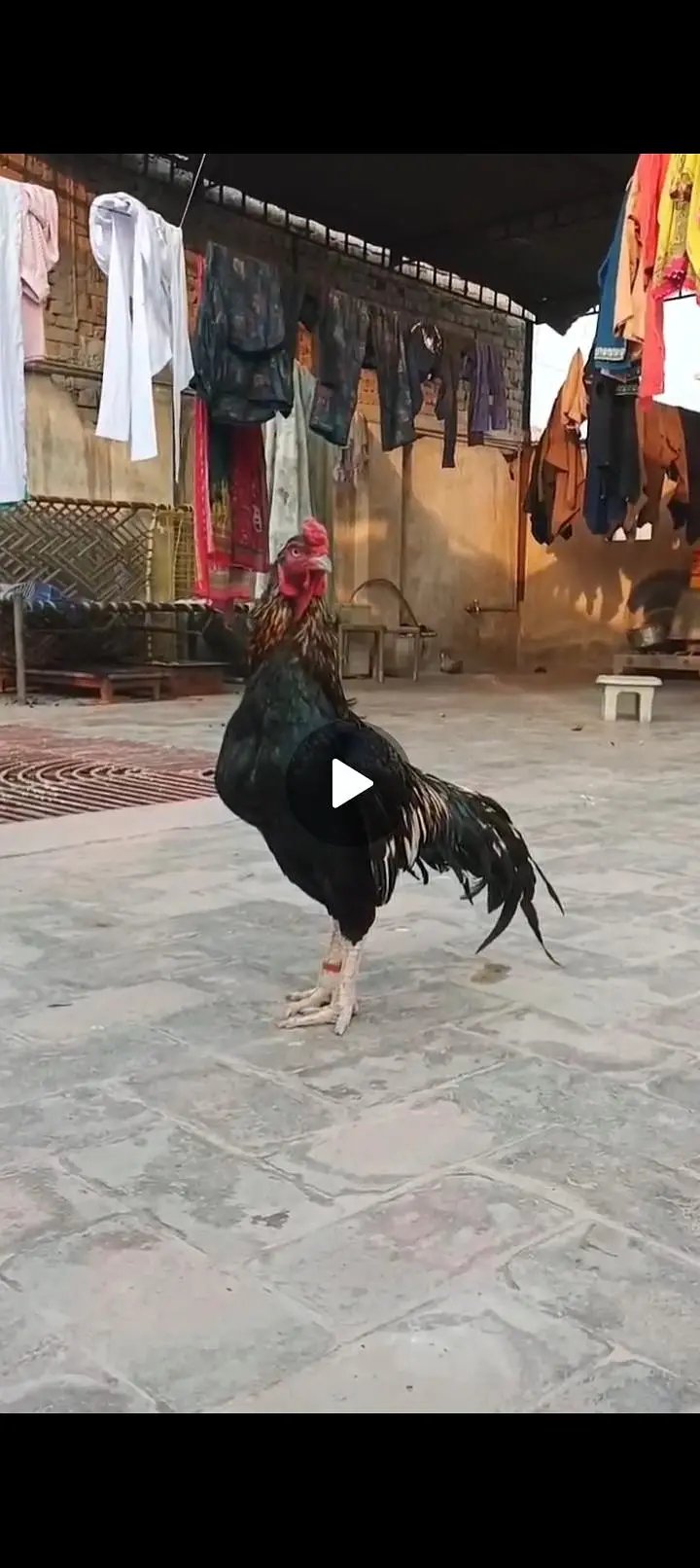 baechny ke nhi hay, ye "jawa nassal " hay(03332260815) — photo 7