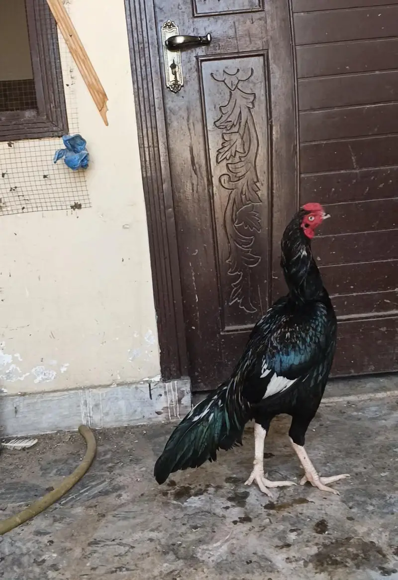 baechny ke nhi hay, ye "jawa nassal " hay(03332260815) — photo 12